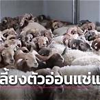 พันธุ วิศวกรรม สัตว์